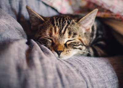Cat sleeping Coastal Wellness Health